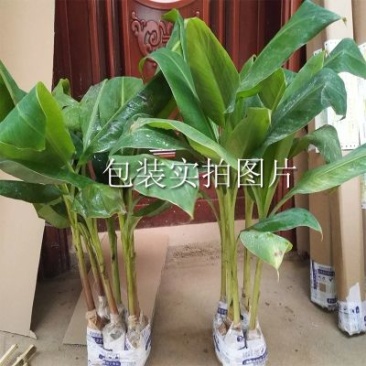 红香蕉苗原种2~3年
