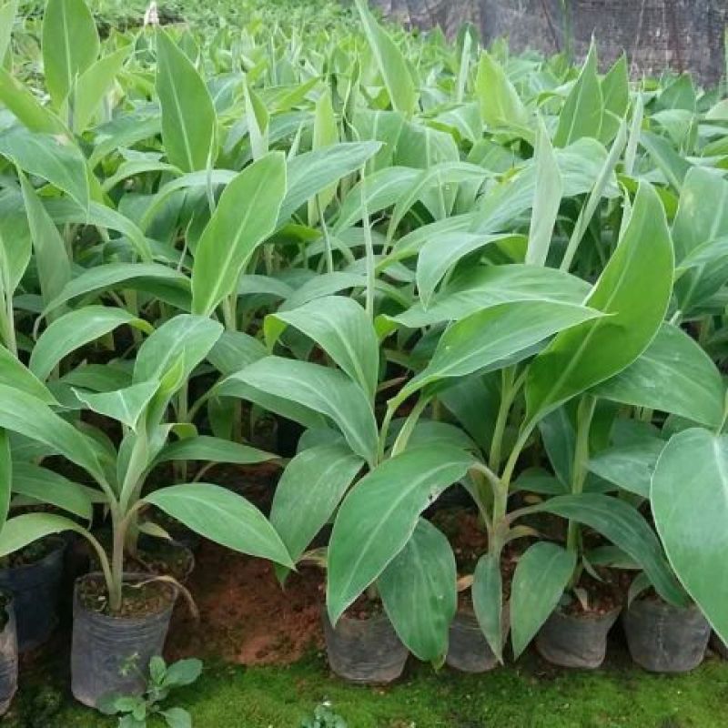 红香蕉苗原种2~3年