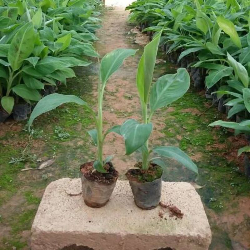 红香蕉苗原种2~3年