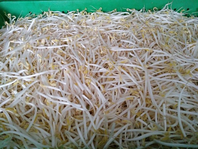 豆芽散装10~15cm