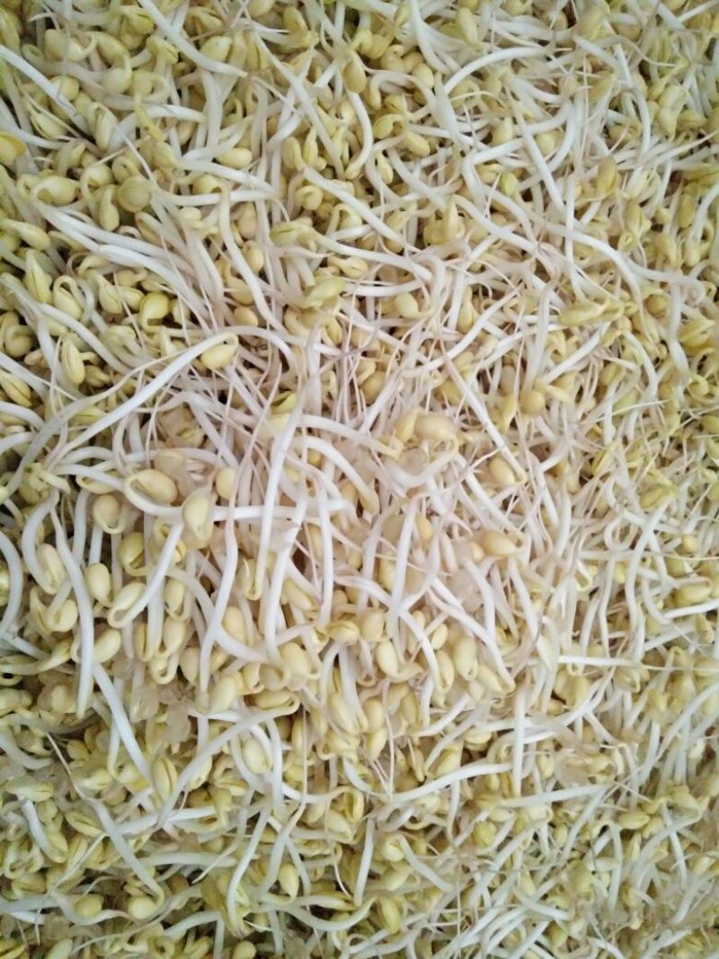 豆芽散装10~15cm