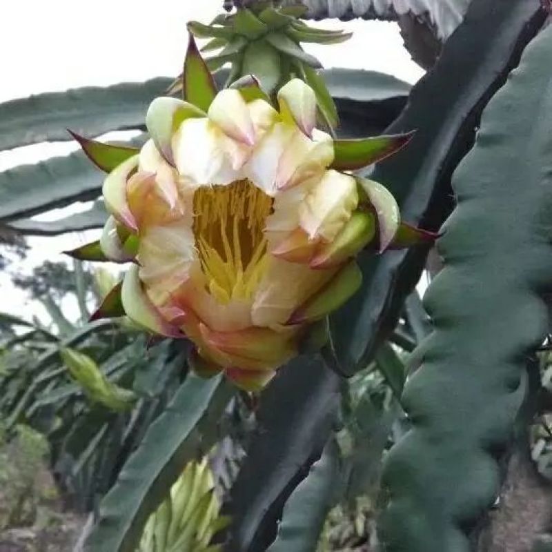 红心火龙果苗10~20cm种苗
