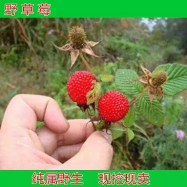 双季树莓苗10~30cm
