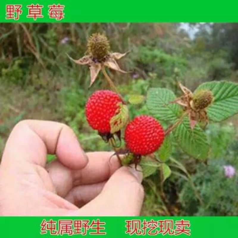 双季树莓苗10~30cm