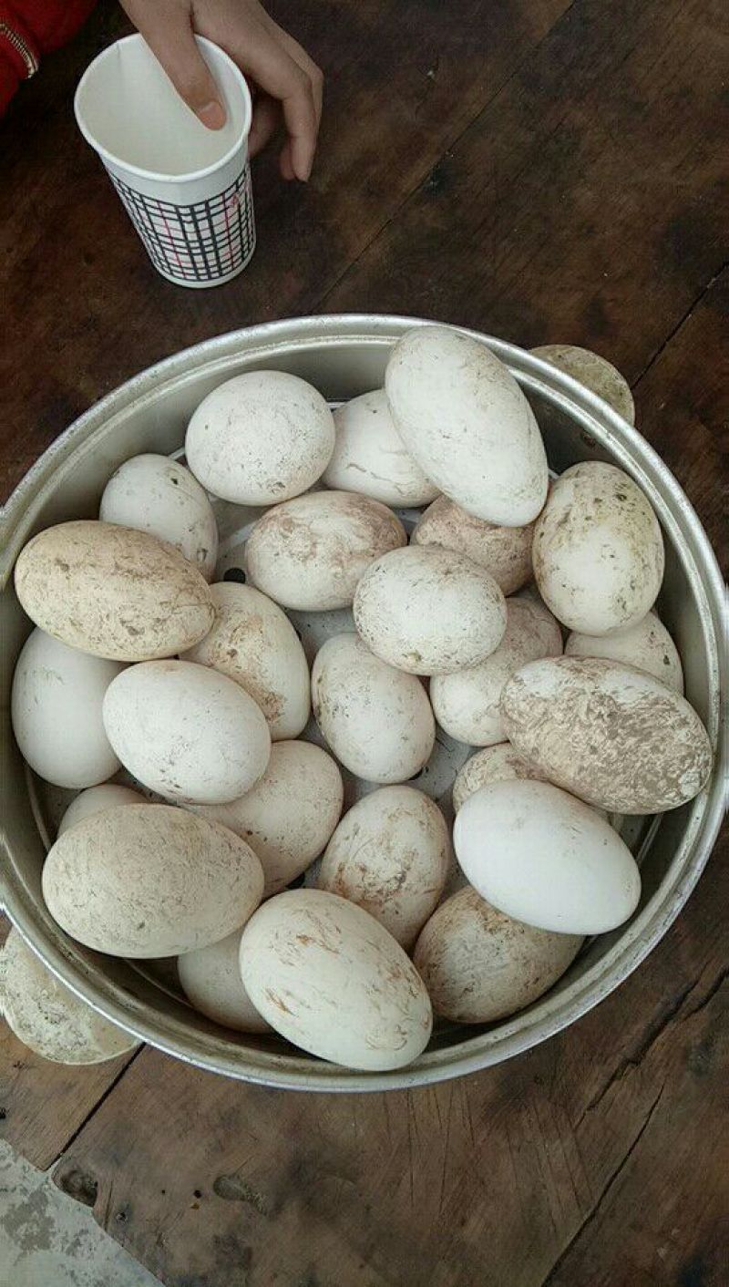 初生鹅蛋食用