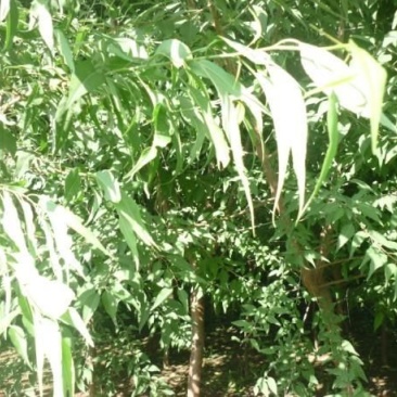 山桃树4~6cm1.5~2米