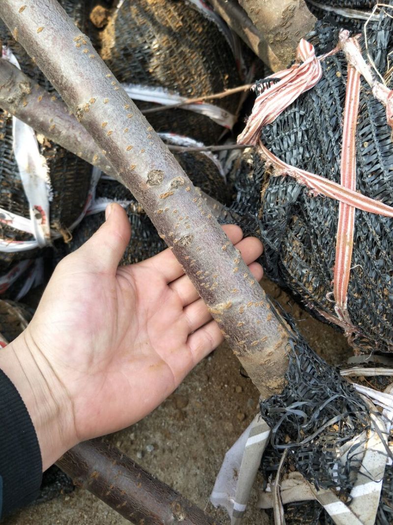 矮化樱桃苗品种齐全，根系发达2年80cm以上