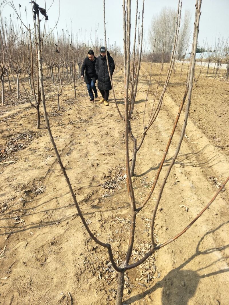 矮化樱桃苗品种齐全，根系发达2年80cm以上
