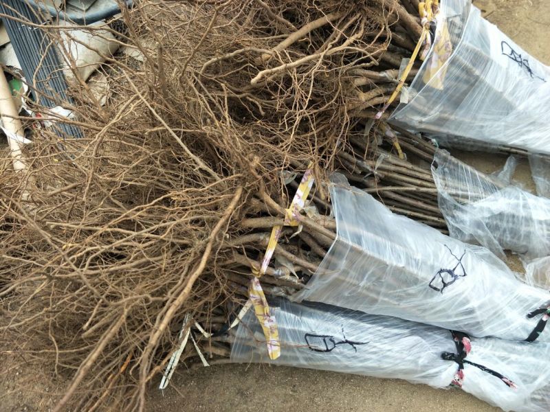 矮化樱桃苗品种齐全，根系发达2年80cm以上