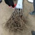 矮化樱桃苗品种齐全，根系发达2年80cm以上