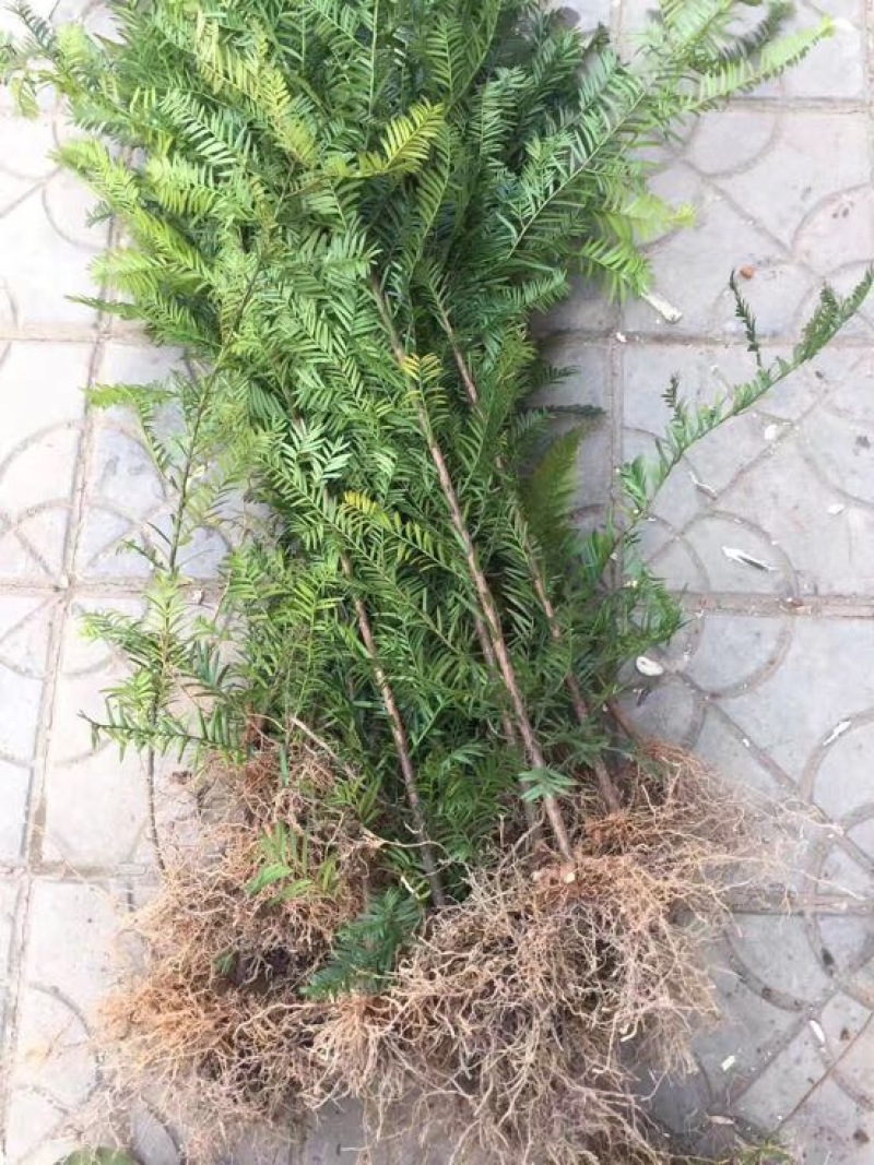 正宗南方红豆沙树苗高度1米-1.5米珍稀名贵植物