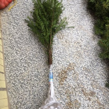 正宗南方红豆沙树苗高度1米-1.5米珍稀名贵植物