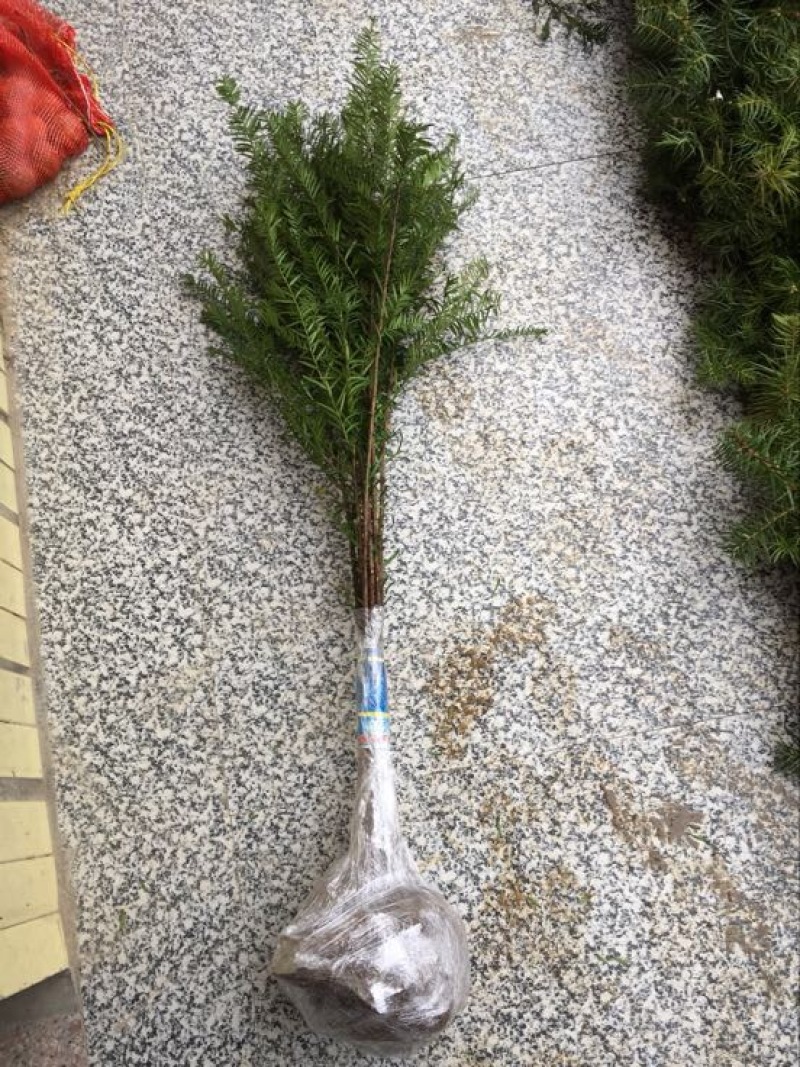 正宗南方红豆沙树苗高度1米-1.5米珍稀名贵植物