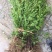 正宗南方红豆沙树苗高度1米-1.5米珍稀名贵植物