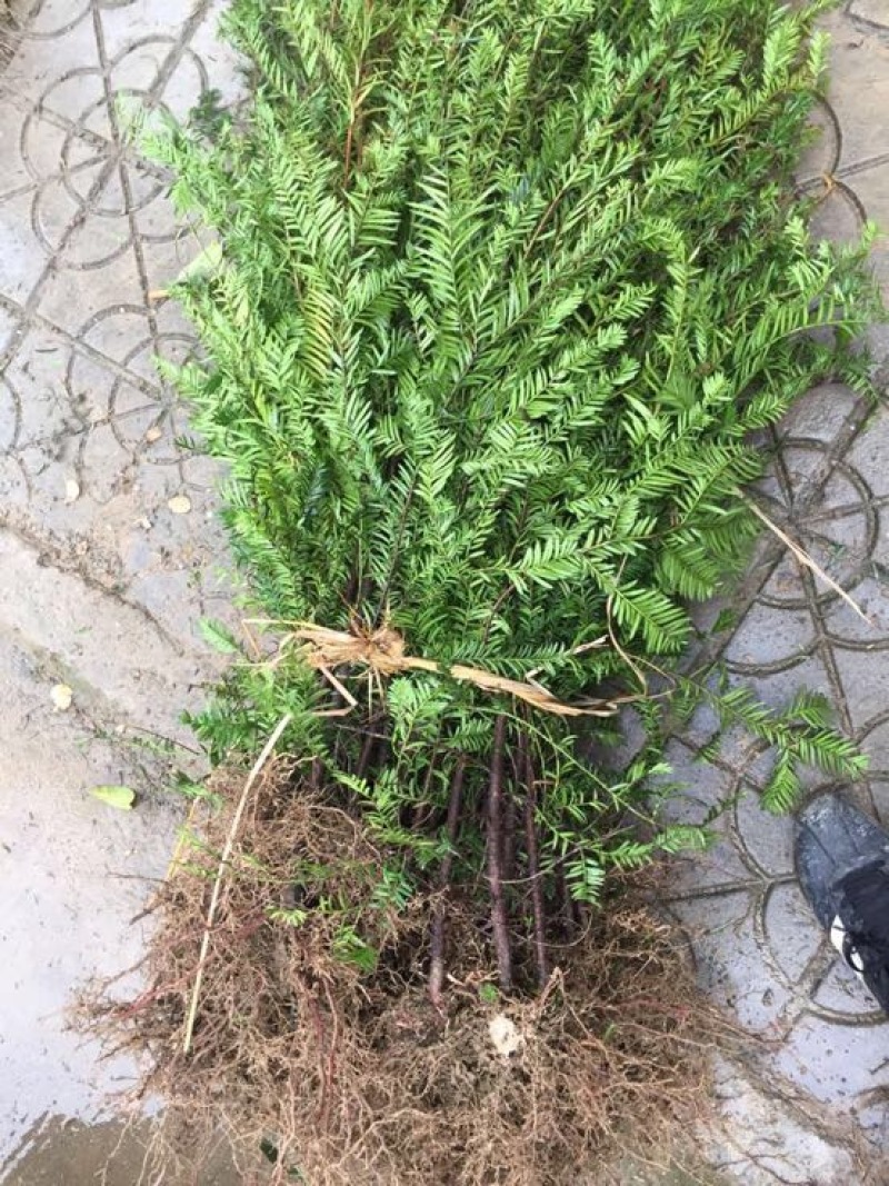 正宗南方红豆沙树苗高度1米-1.5米珍稀名贵植物