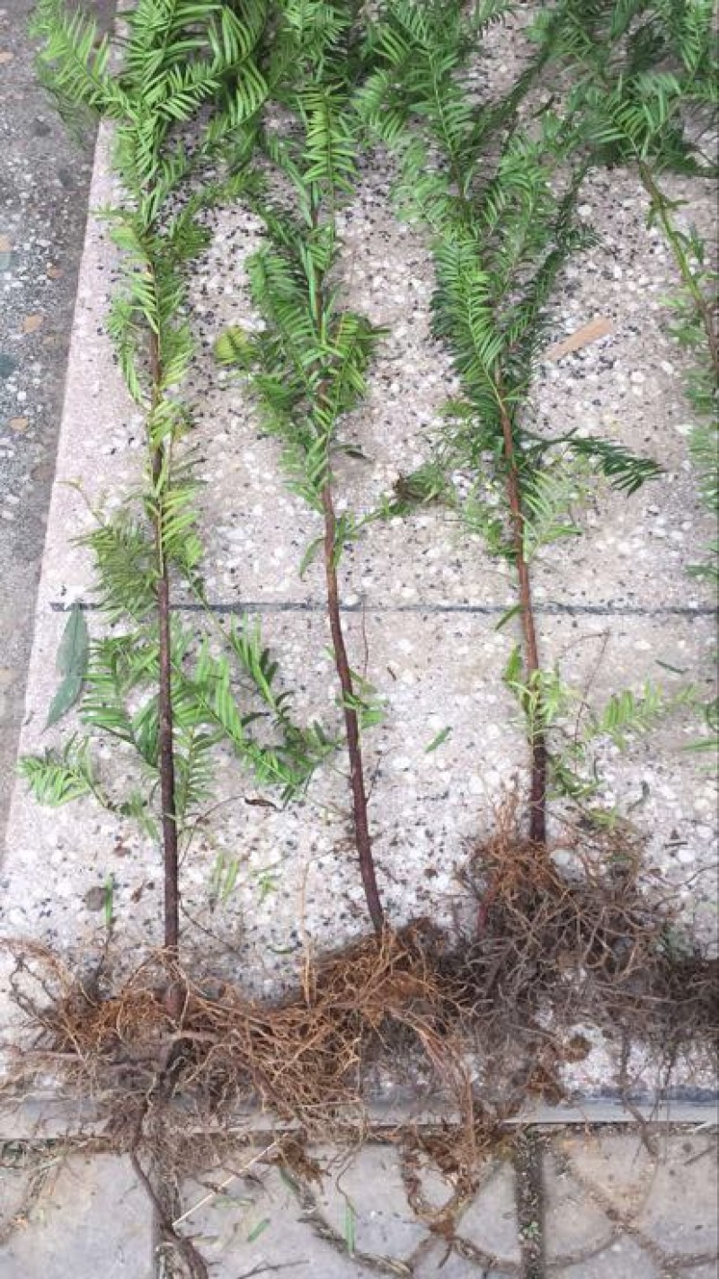 正宗南方红豆沙树苗高度1米-1.5米珍稀名贵植物