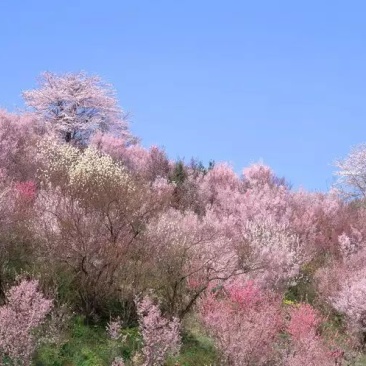 山樱花4~6cm
