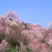 山樱花4~6cm