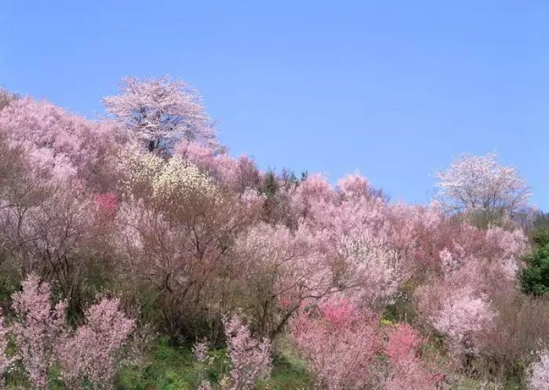 山樱花4~6cm