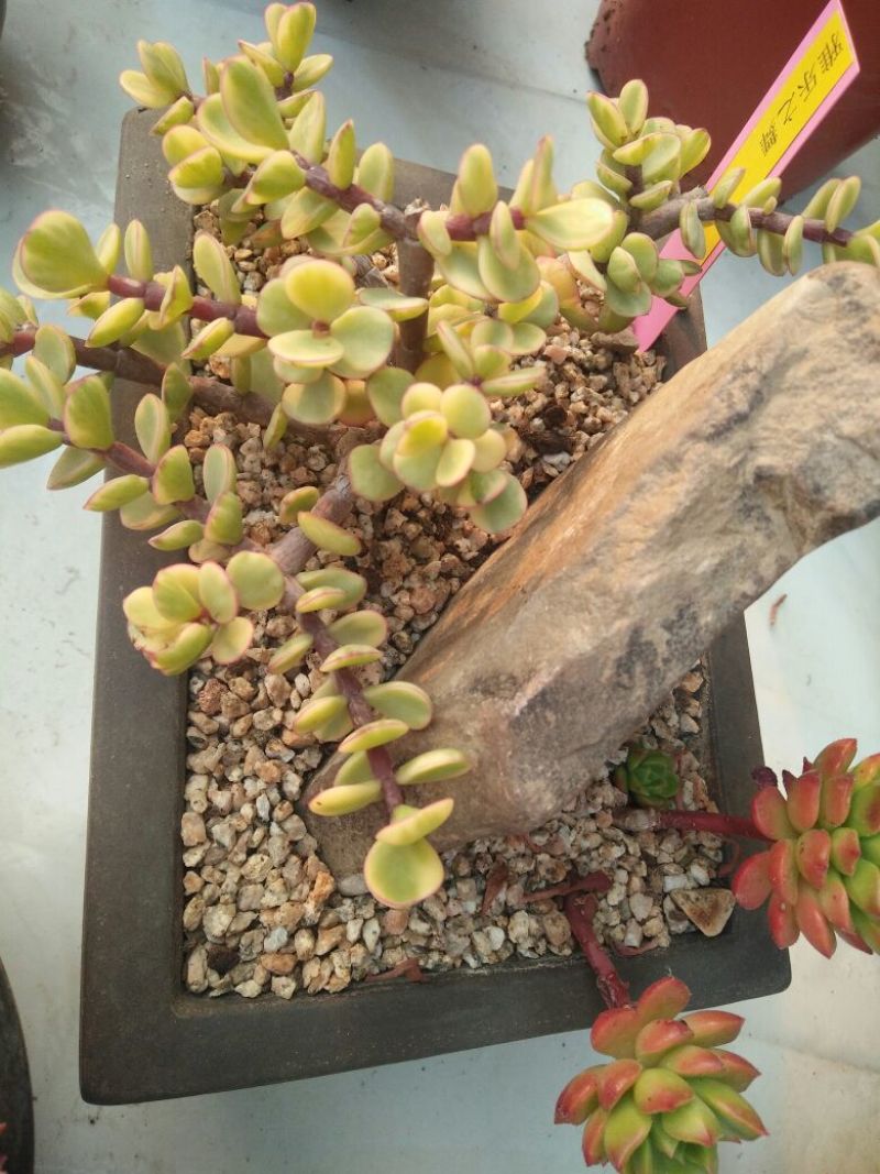多肉植物带盆栽好