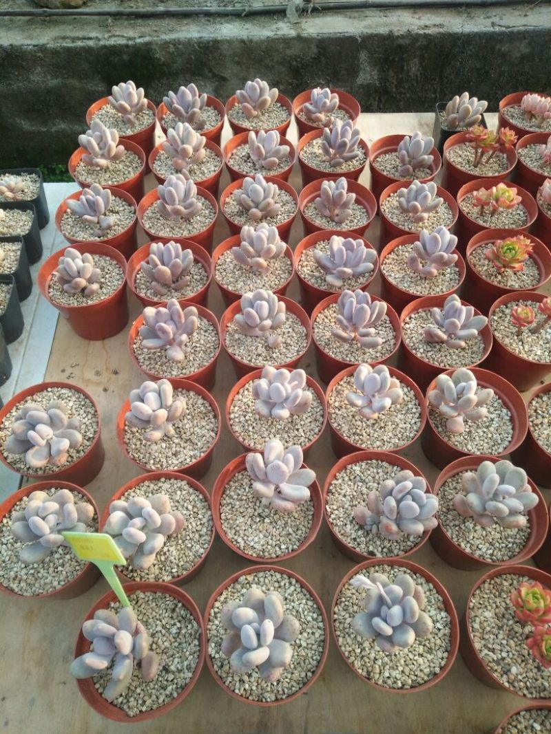 多肉植物带盆栽好
