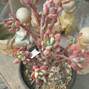 多肉植物带盆栽好