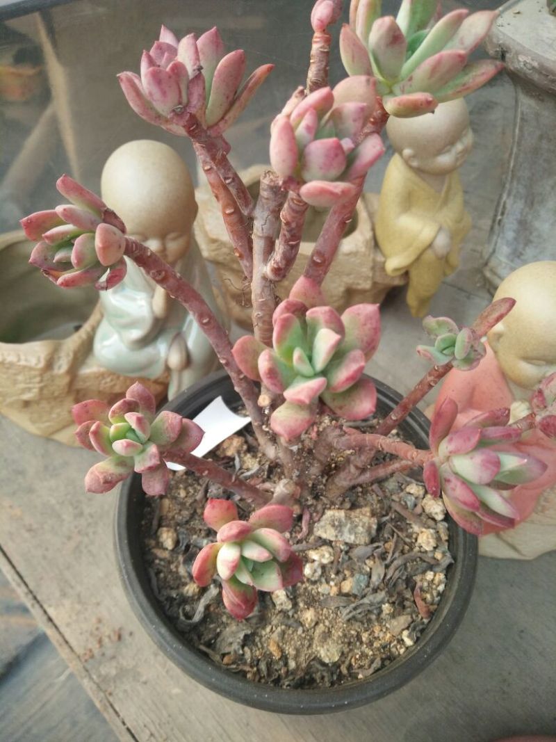 多肉植物带盆栽好