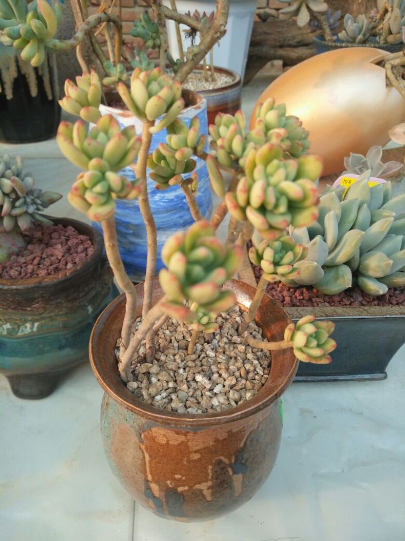 多肉植物带盆栽好