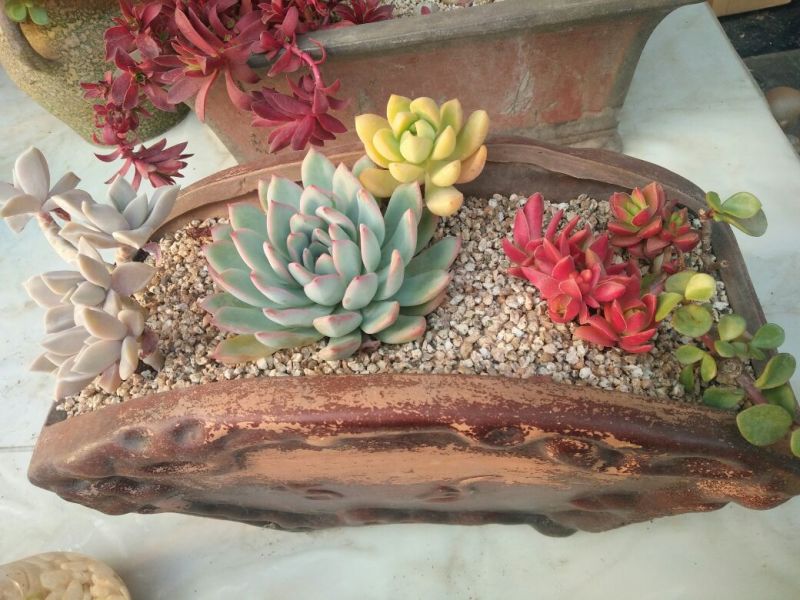 多肉植物带盆栽好
