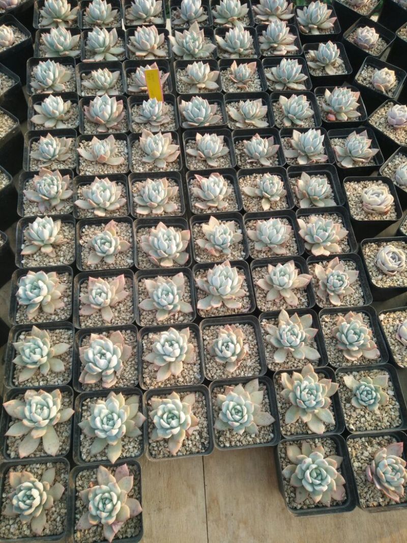 多肉植物带盆栽好