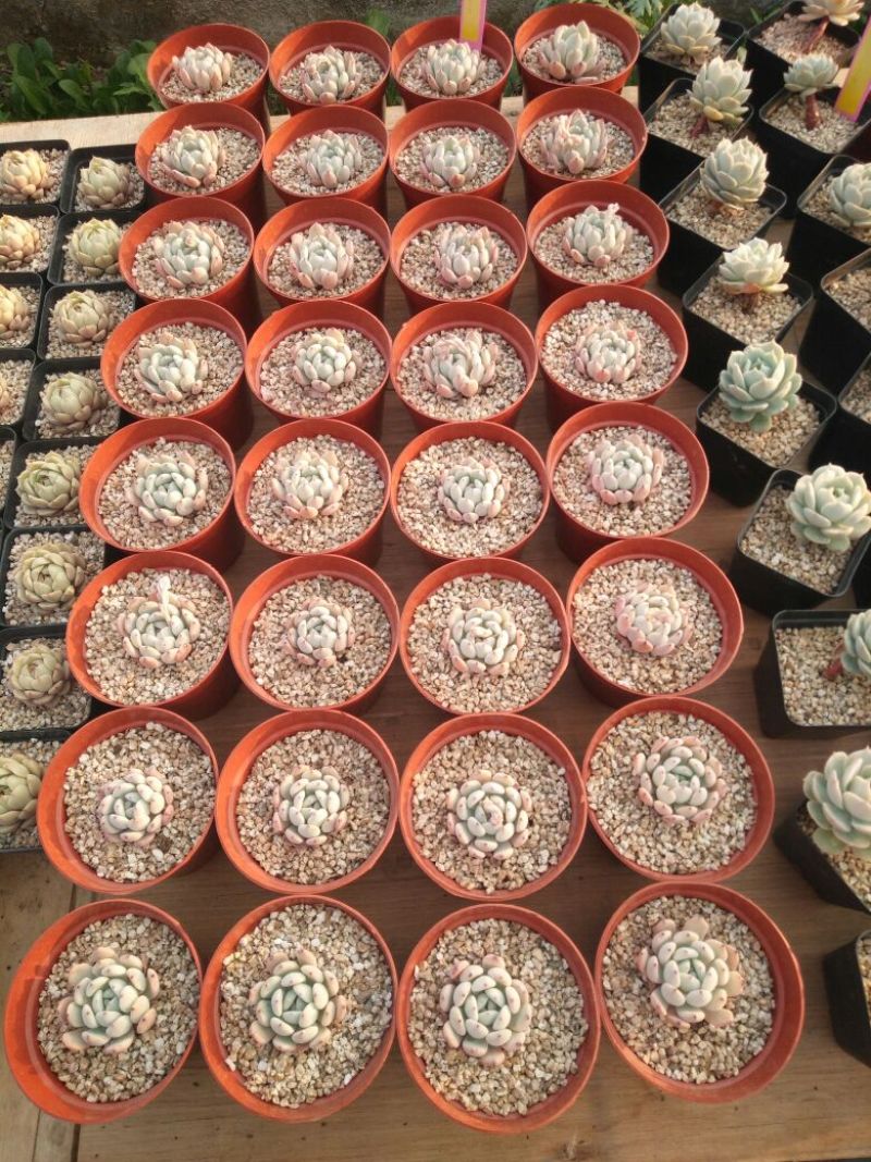 多肉植物带盆栽好
