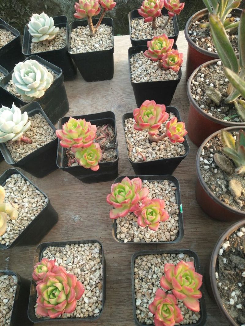 多肉植物带盆栽好