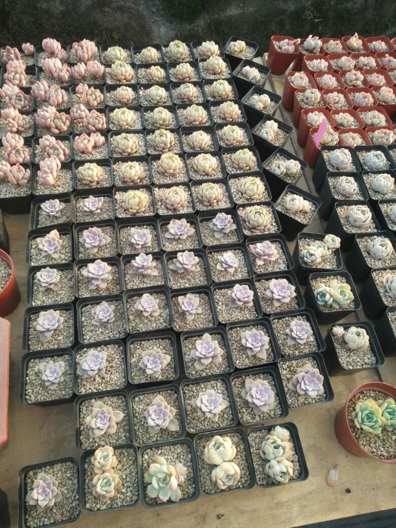 多肉植物带盆栽好