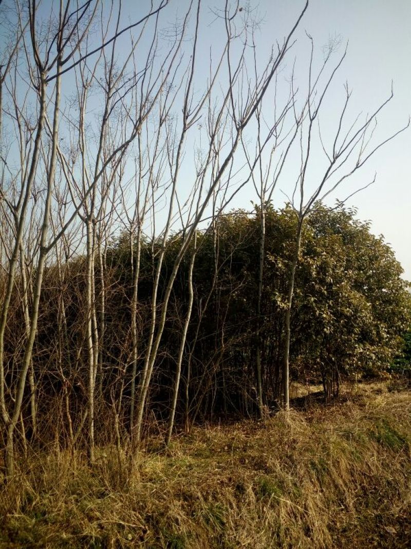 北京栾6~8cm4~6cm2.5~3米