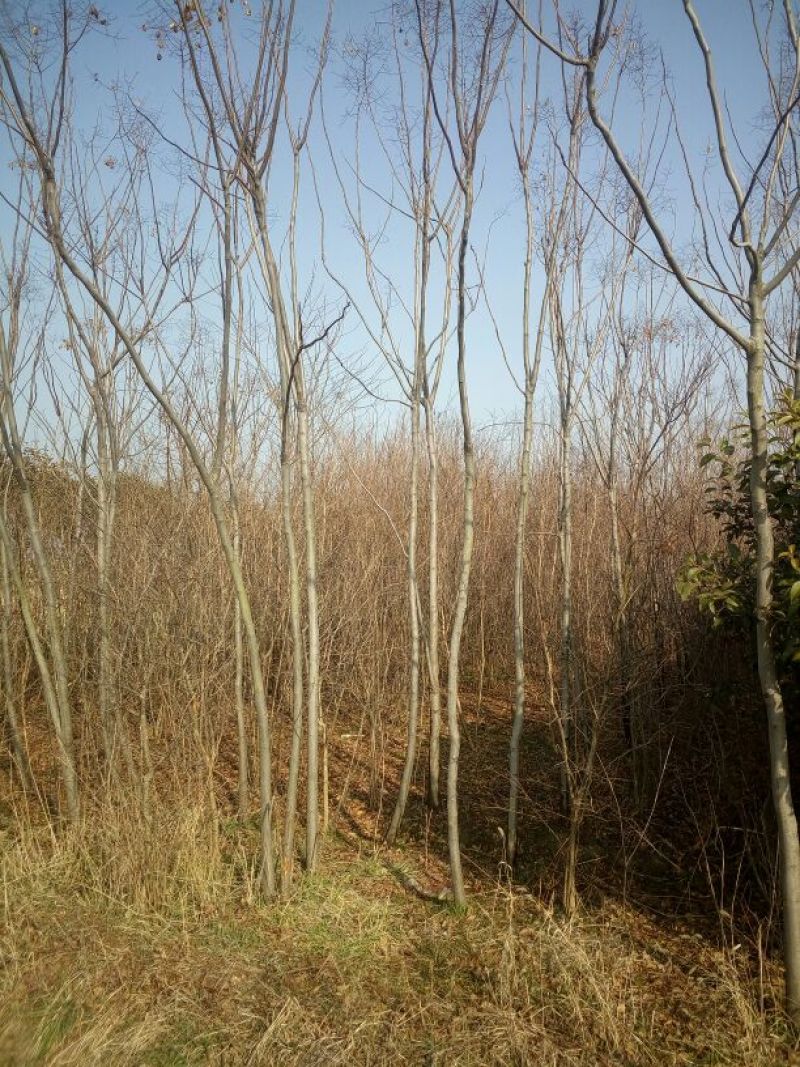 北京栾6~8cm4~6cm2.5~3米