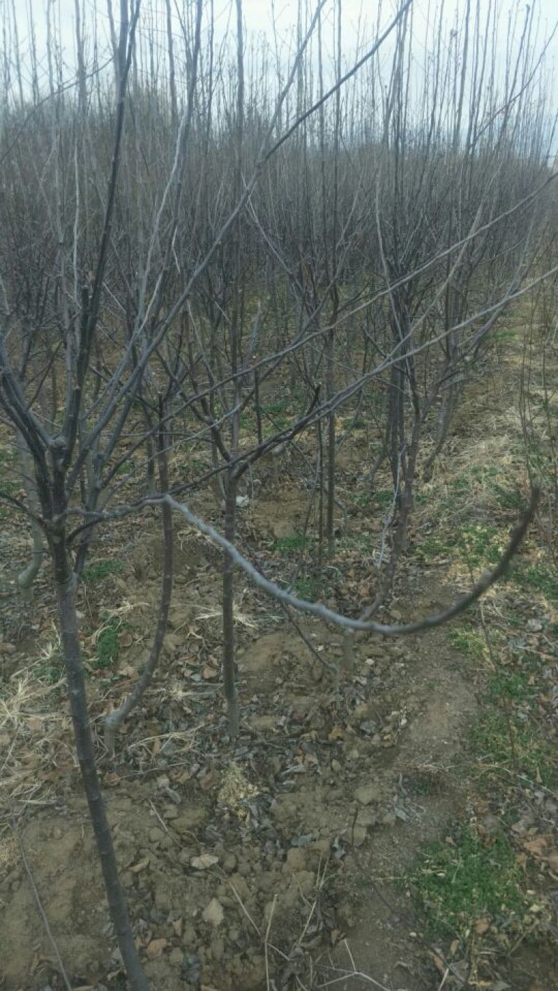 优质苹果树苗早熟品种丽苹果口感脆甜80cm以上