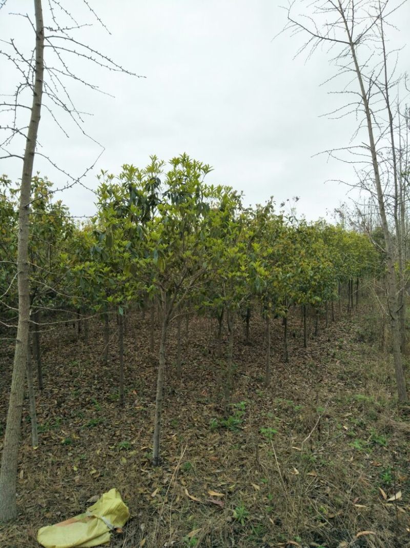 桂花树10~12cm3~3.5米2~3米