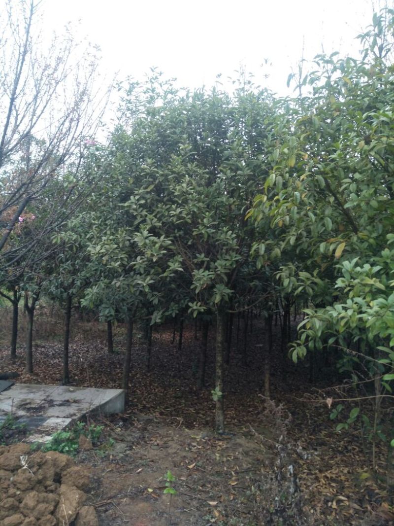 桂花树10~12cm3~3.5米2~3米
