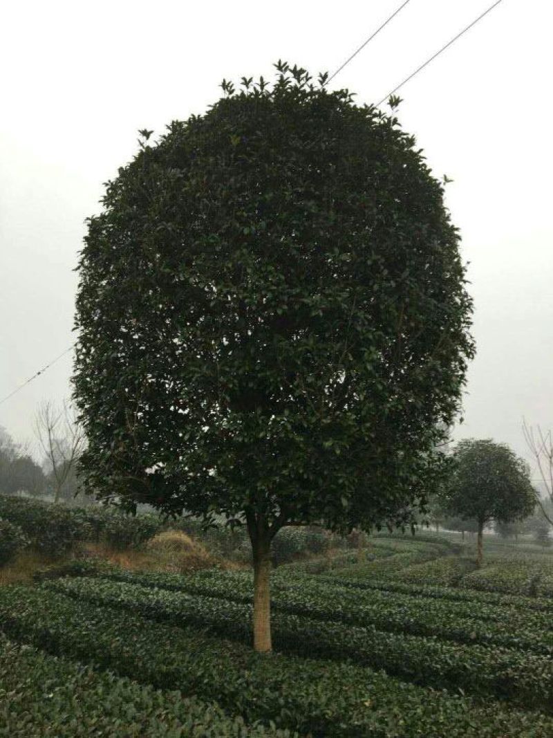 桂花树10~12cm3~3.5米2~3米