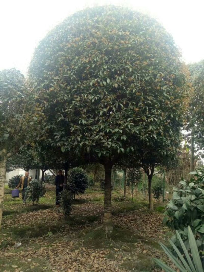 桂花树10~12cm3~3.5米2~3米