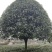 桂花树10~12cm3~3.5米2~3米