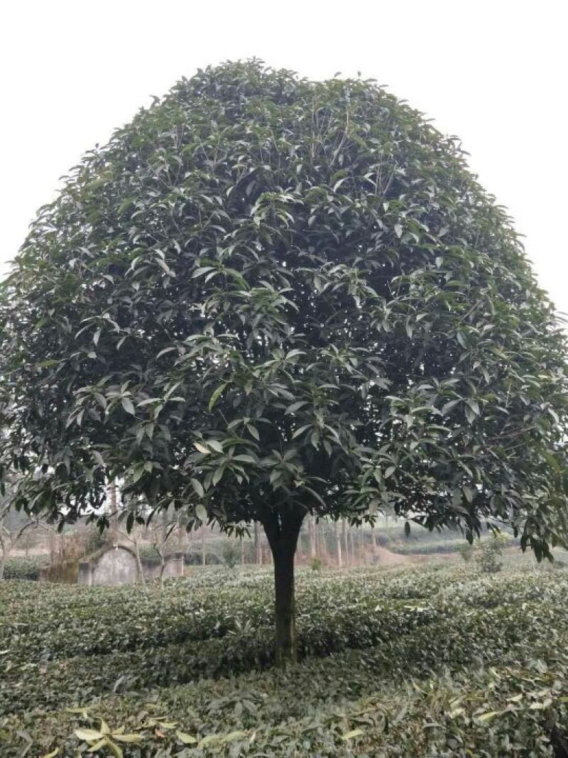 桂花树10~12cm3~3.5米2~3米