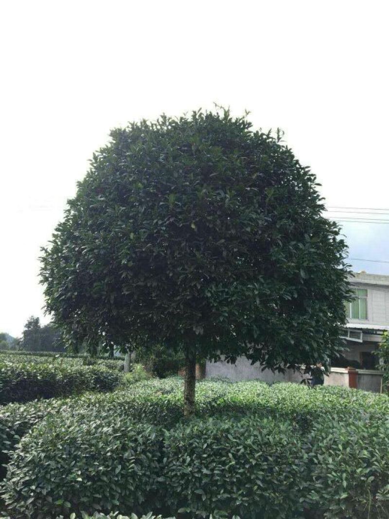 桂花树10~12cm3~3.5米2~3米