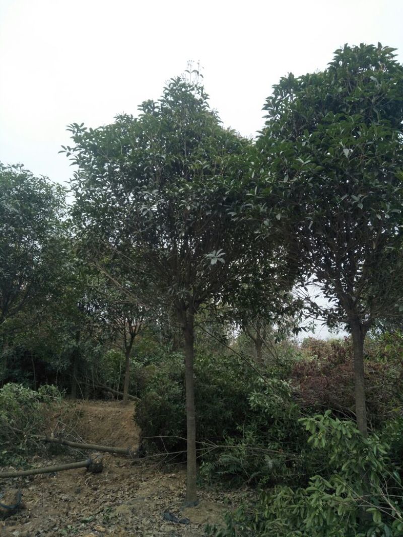 桂花树10~12cm3~3.5米2~3米