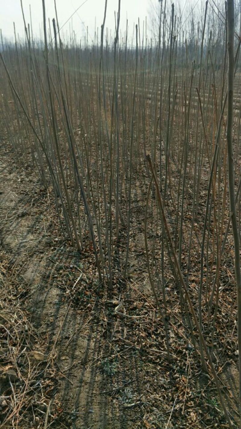 出售红油香椿大棚香椿苗81~110cm