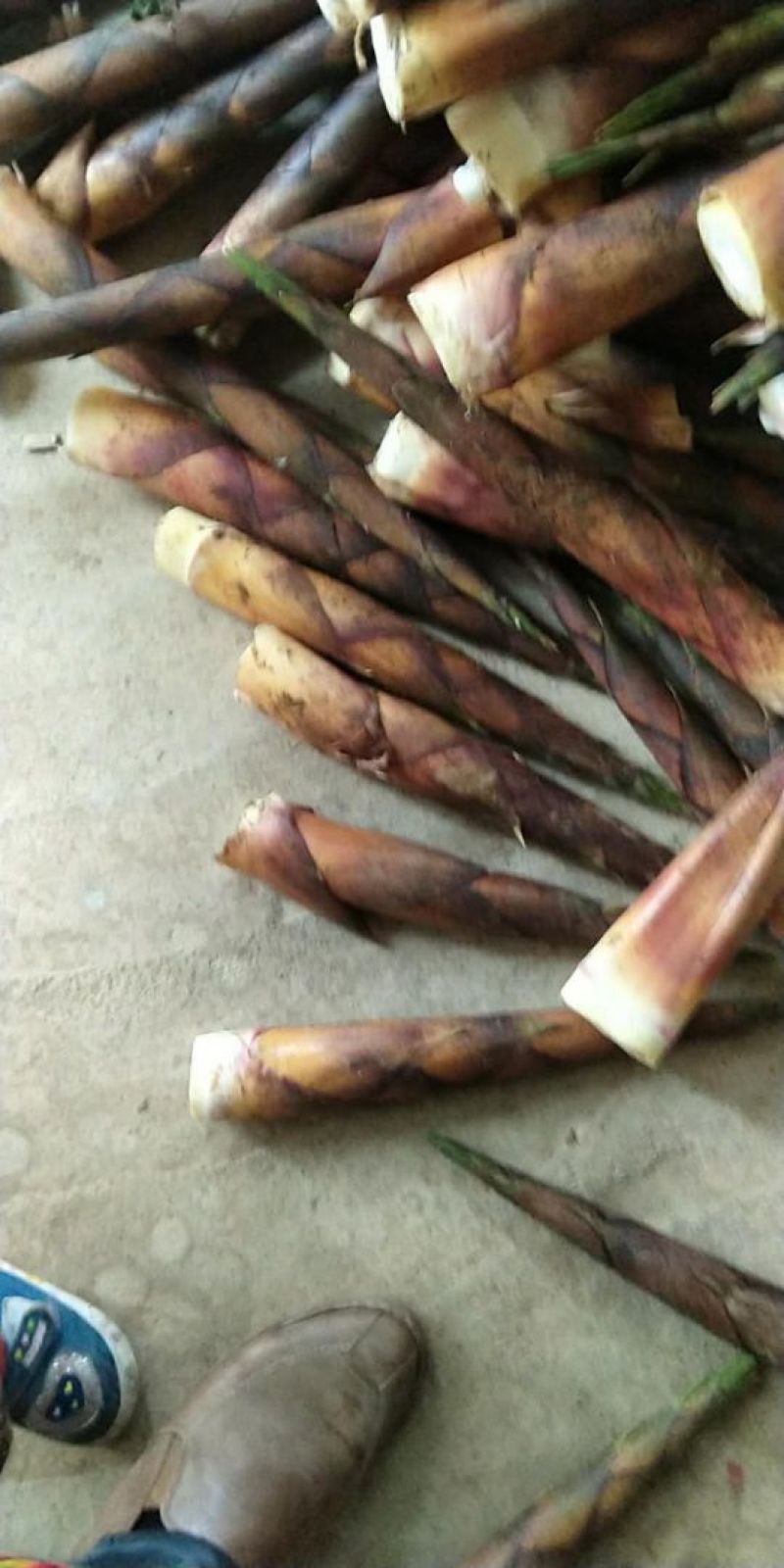 黄尖笋35~40cm