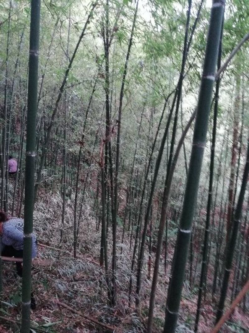 黄尖笋35~40cm