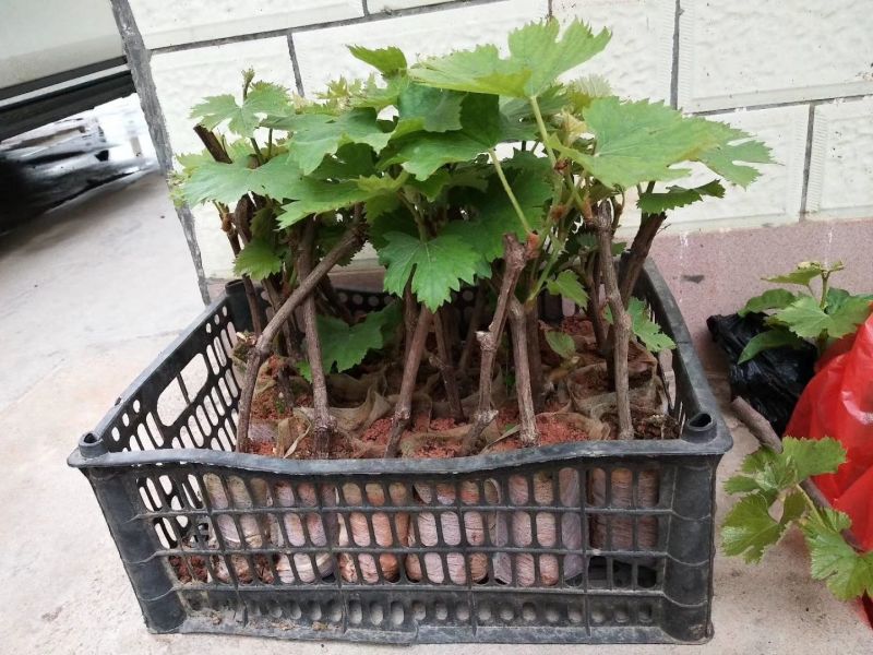 优质夏黑葡萄苗基地直发品种诚信经营放心苗