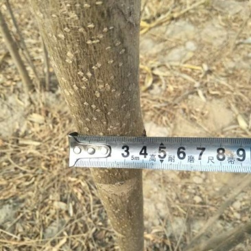红油香椿树苗90~100cm