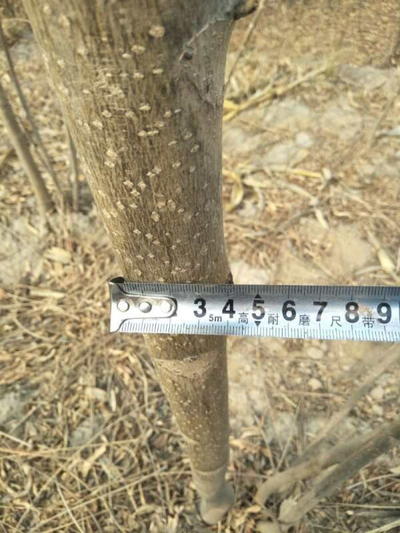 红油香椿树苗90~100cm